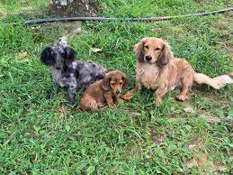tennessee dachshund puppies good dog