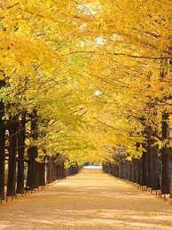 かたらいのイチョウ並木 – 国営昭和記念公園公式ホームページ