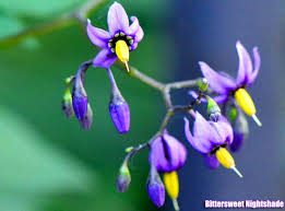 top 50 best purple flowers small tall