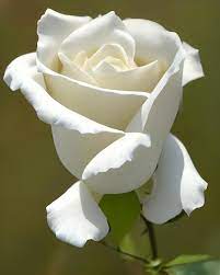 fresh white rose flowers 15247018 stock