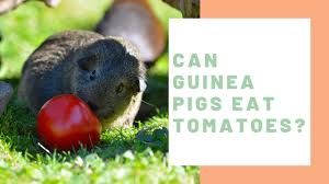 can guinea pigs have tomatoes guinea
