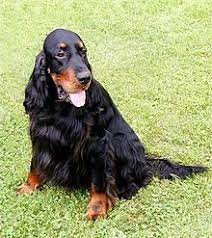 Use the search tool below and browse adoptable gordon setters! Gordon Setter Wikipedia