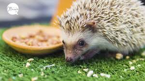 hedgehog care 101 tips for first time