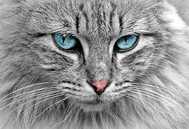 cats have spots in their eyes