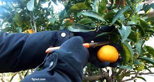 harvesting oranges how and when to