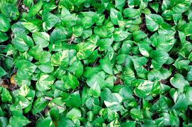 ivy poisoning in dogs symptoms