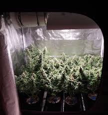 Are Lec Grow Lights Good For Growing Cannabis Grow Weed Easy