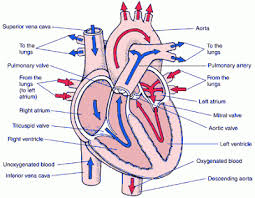 Diagrams Human Heart Blood Flow Diagram Cardiac Nursing