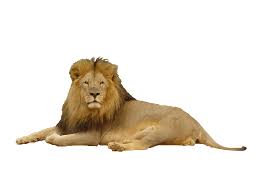 lion png image with transpa