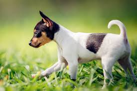 While some of these dogs are feisty and energetic, others are calm couch potatoes. Toy Fox Terrier Dog Breed Information And Characteristics Daily Paws