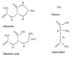 soybean seed ion and nitrogen