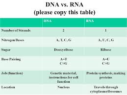 1 Dna The Illustration Is A Model Of The Double Helix