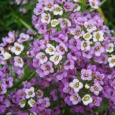 alyssum sweet dwarf royal carpet 4