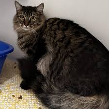 maine domestic longhair cat