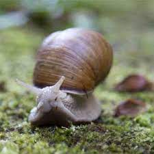 facts about snails sciencewithkids com