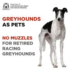 Happy new year greyhound fans! Greyhounds As Pets