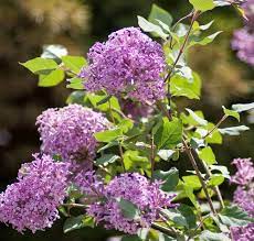 When you dream of growing lilacs in zone 9, look beyond the classic lilacs to the newer cultivars. Blimey This New Lilac Takes The Heat Southern Living