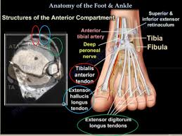 Smaller muscles are also present to help the toes lift up and curl. Foot Radiological Anatomy Shorouk Zaki