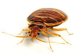 How To Find Bed Bugs