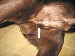 Step 1 limit activities until your dog fully recovers from the anesthesia and resumes normal alertness and coordination. Dog Castration A Step By Step Guide To The Operation