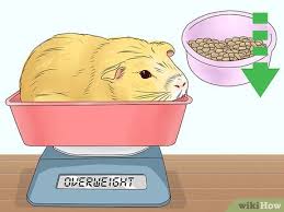 how to feed a guinea pig 13 steps