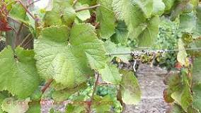 How do I know what type of grapevine I have?