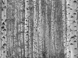 Birch Tree Forest Black And White Wall