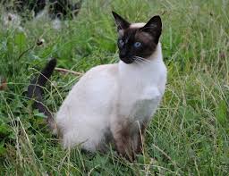 Flame Point Siamese What You Need To Know About This Coloration