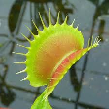 The biggest traps tend to form towards the end of the year, but i already have a few traps that are quite a decent size. Venus Flytrap South West Giant