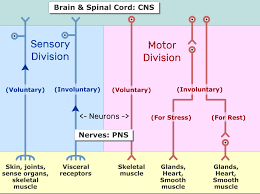 peripheral nervous system motor and