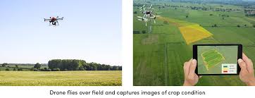 powerful role of drones in agriculture