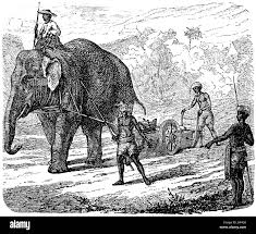 19th century india elephant Black and White Stock Photos & Images - Alamy