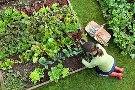 Our Top Home Vegetable Garden Tips