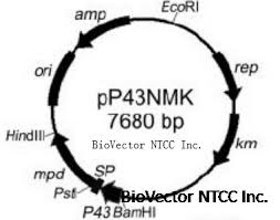 pP43NMK枯草要芽孢杆菌分泌型表达载体质粒BioVector NTCC质粒载体菌种细胞基因保藏中心-  Biovector质粒载体菌种细胞蛋白抗体基因保藏中心-NTCC典型培养物保藏中心
