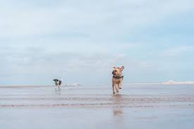 5 dog friendly beaches in jacksonville