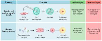 Stem Cell Therapy Bioninja