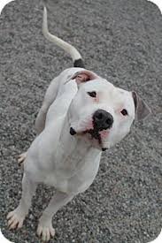 Dogo argentino information including personality, history, grooming, pictures, videos, and the akc breed standard. Titan Adopted Dog Spokane Wa Dogo Argentino American Staffordshire Terrier Mix Staffordshire Terrier Mix Terrier Mix Staffordshire Terrier