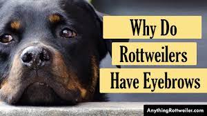 why do rottweilers have eyebrows you