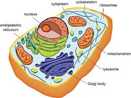 A cell is the smallest unit that displays the properties of life  Cliffs Notes