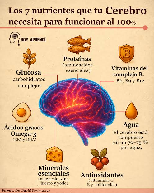 Estás consumiendo todo los nutrientes que tu cerebro necesita? 1.Glucosa ( carbohidratos complejos): Es la principal fuente de energía del cerebro. Proviene de cereales integrales, frutas y verduras