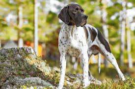 English Pointer Dog Breed Information and Characteristics | Daily Paws