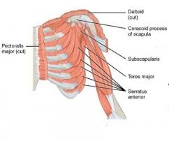 Upper medial surface of tibia. Muscles Of The Shoulder And The Upper Arm Online Medical Library