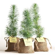 Pine Tree Plant Favor Burlap Pouch At