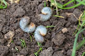 get rid of grubs in your lawn garden
