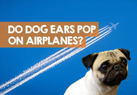 It's caused by the pressure changes you'll experience as the plane ascends or descends if this is successful you will feel a mild popping sensation in your ears and your hearing will return to normal, but it may take several attempts. Do Dogs Ears Pop On Airplanes Plane Altitude Dog Discomfort