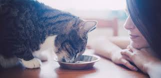 Feeling unsure how much to feed your new pet? Is Your Kitten Ready For Adult Cat Food Iams