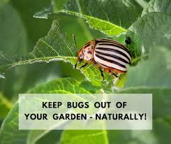 keep bugs out of your garden naturally