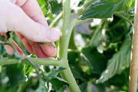 should you prune out tomato ers