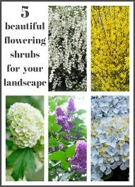 5 flowering shrubs for indoor flower