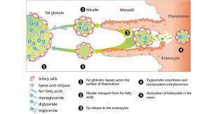 how does lipid metabolism work in